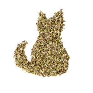 Catnip