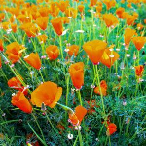 California Poppy