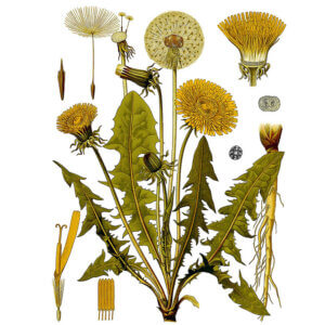 Dandelion Leaf-(Diente de León)